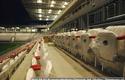 2010-09-03_Budowa_Stadionu_Cracovii_127_600