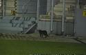 2011-10-01-oe-cracovia-lech_u_5455
