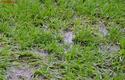 2013-06-04_Stadion_przed_meczem_6952_720